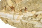Fossil Mosasaur (Prognathodon) Upper Jaw in Situ - Morocco #325605-4